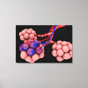 Begripelijk Afbeelding van Alveoli 2 Canvas Afdruk