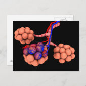Begripelijk Afbeelding van Alveoli 3 Briefkaart (Voorkant / Achterkant)