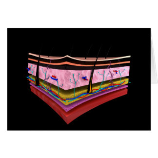 Begripelijk Afbeelding van de lagen van de menseli