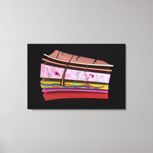 Begripelijk Afbeelding van de lagen van de menseli Canvas Afdruk (Voorkant)