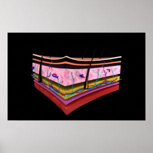 Begripelijk Afbeelding van de lagen van de menseli Poster