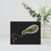 Begripelijk Afbeelding van Euglena 2 Briefkaart (Staand voorkant)