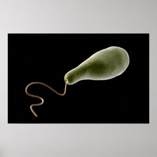 Begripelijk Afbeelding van Euglena 2 Poster