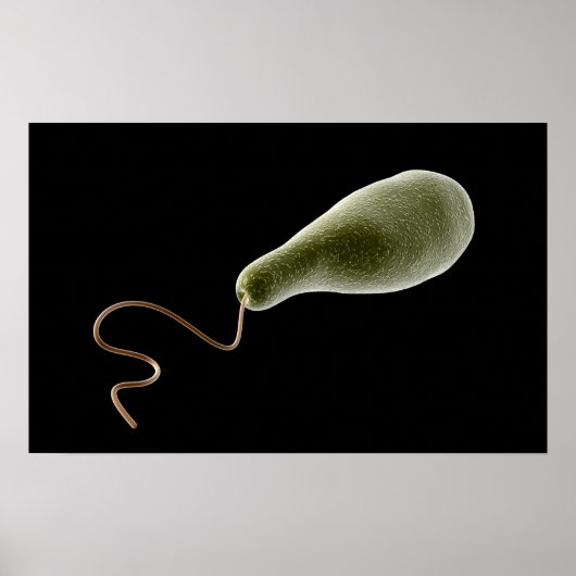 Begripelijk Afbeelding van Euglena 2 Poster (Voorkant)