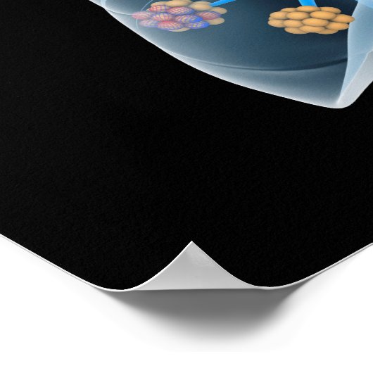 Begripelijk Afbeelding van het menselijk hart 4 Poster (Hoek)