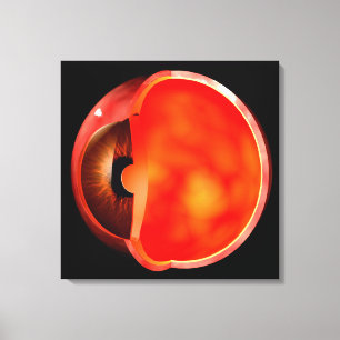Begripelijk Afbeelding van het menselijke oog, doo Canvas Afdruk