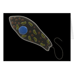 Begripelijk Afbeelding van uglena 1