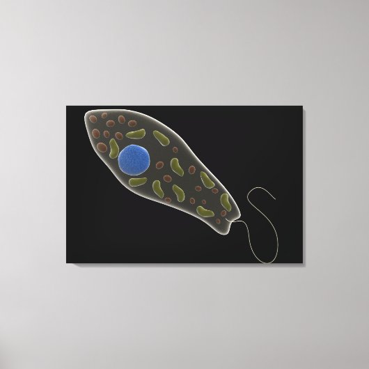 Begripelijk Afbeelding van uglena 1 Canvas Afdruk (Voorkant)