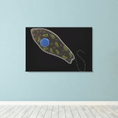 Begripelijk Afbeelding van uglena 1 Canvas Afdruk (Insitu (Houten vloer))