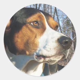 Behandeling van walker Coonhound in Bossen Ronde Sticker