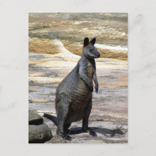 behangselstenen briefkaart (Voorkant)