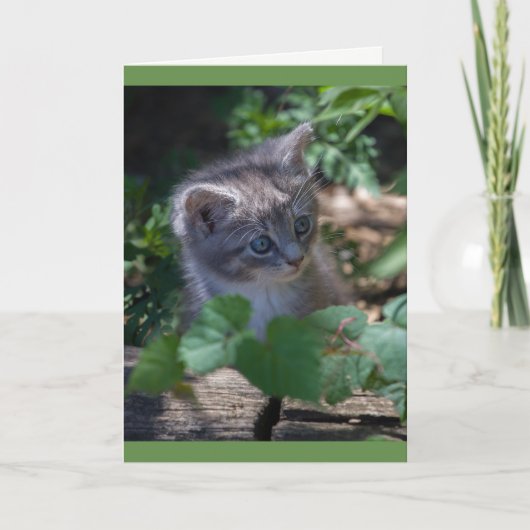 Beheerlijke Kitten Birthday Card Kaart (Voorkant)