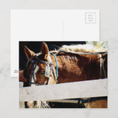 Behind the Fence Amish Horse Briefkaart (Voorkant / Achterkant)