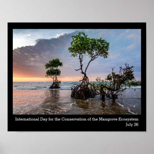 Behoud van de Mangrove, foto Poster (Voorkant)