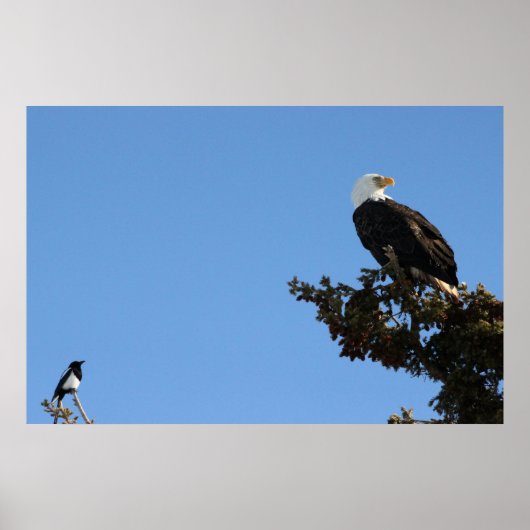 BEIAM Bald Eagle Ignores a Magpie Poster (Voorkant)