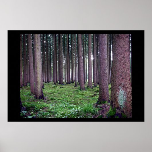 Beiers bos poster (Voorkant)