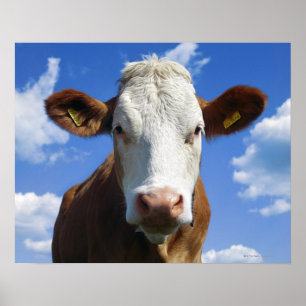 Beierse koe tegen blauwe hemel poster