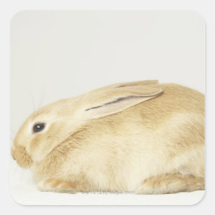 Beige bunny-konijn tegen witte achtergrond 4 vierkante sticker