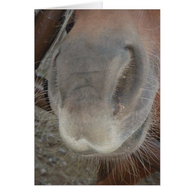 BEIN NOSEY (Devant)