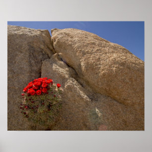 Beker cactus in bloei poster