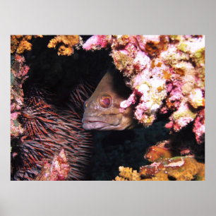 Bekijk een Boo Grouper Poster