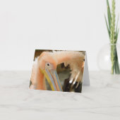 Bekijk hier de Pelican Note Kaart (Voorkant)