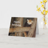 Beklimmen Panda Verjaardag Kaart (Gele Bloem)