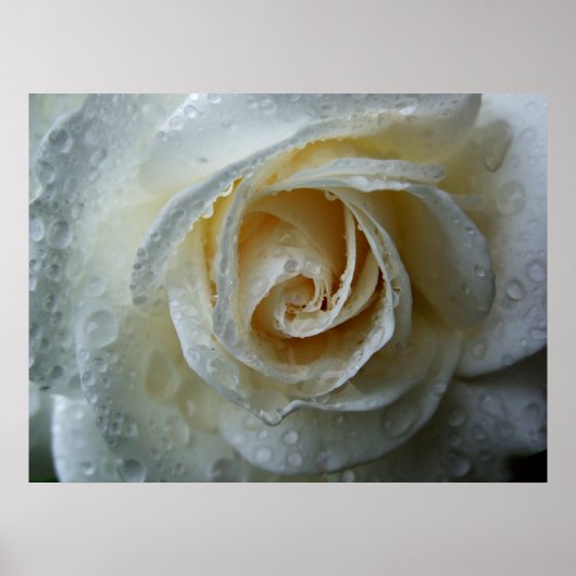 Beklimmen van Iceberg Rosa Poster (Voorkant)