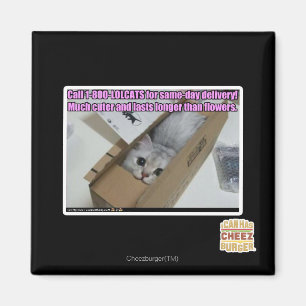 Bel 0800-LOLCATS Magneet