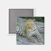 bel aimant léopard (Recto/Verso)