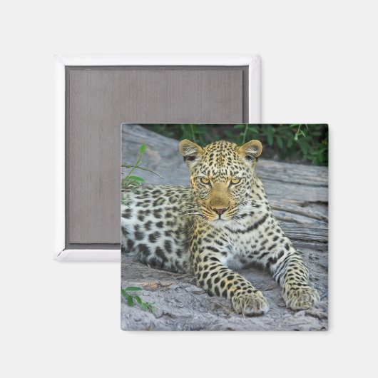 bel aimant léopard (Recto/Verso)