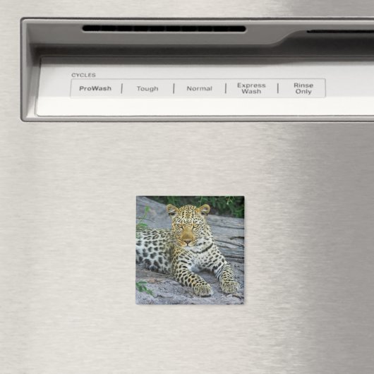 bel aimant léopard (In Situ (Lave-vaisselle))