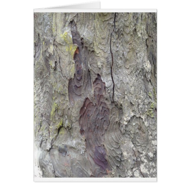 Bel arbre (Devant)