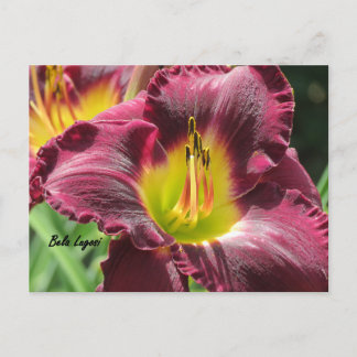 Bela Lugosi - Daylily Briefkaart