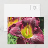 Bela Lugosi - Daylily Briefkaart (Voorkant / Achterkant)