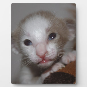 Belachelijk cute baby poesje fotoplaat