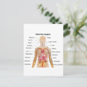 Belangrijke interne organen in de grafiek van het  briefkaart (Staand voorkant)