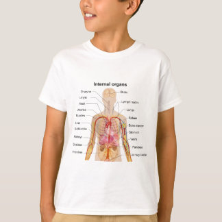Belangrijke interne organen in de grafiek van het  t-shirt
