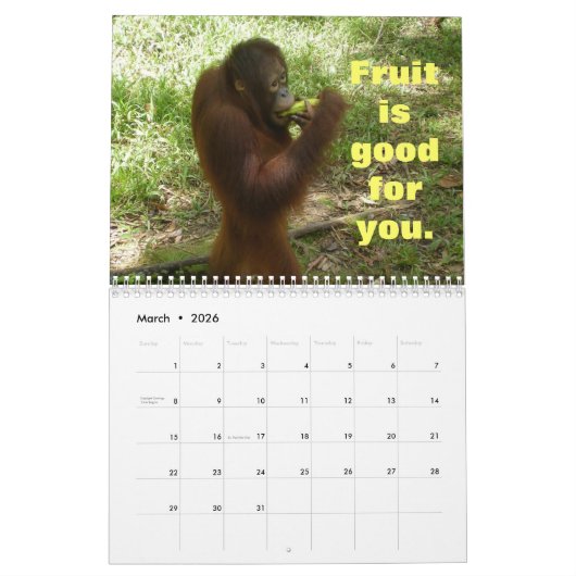 Belangrijke lessen van Krista Orangutan Calendar Kalender (Mar 2026)