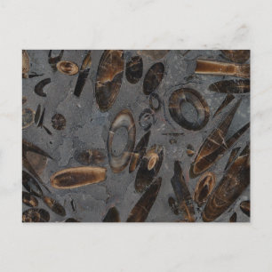 Belemnites Briefkaart