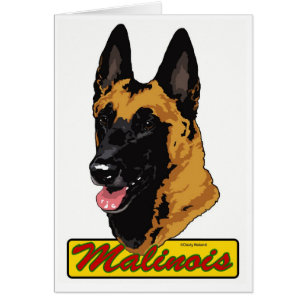 Belge Malinois