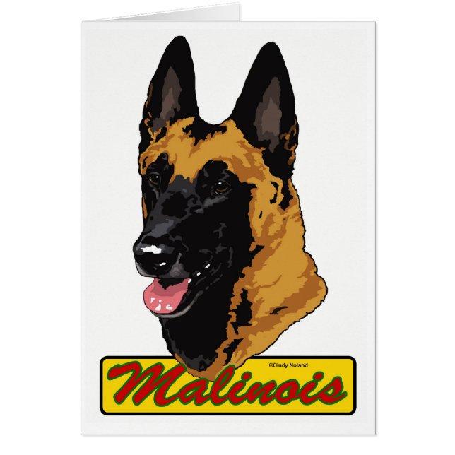 Belge Malinois (Devant)