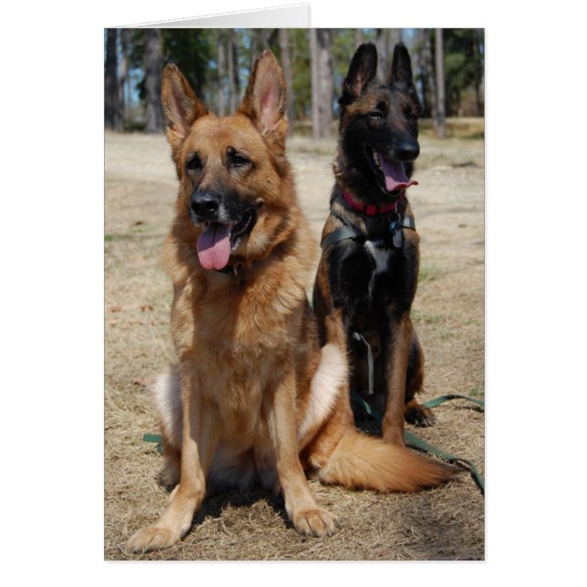 Belge Malinois et berger allemand (Devant)