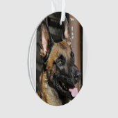 Belge malinois.png (devant)