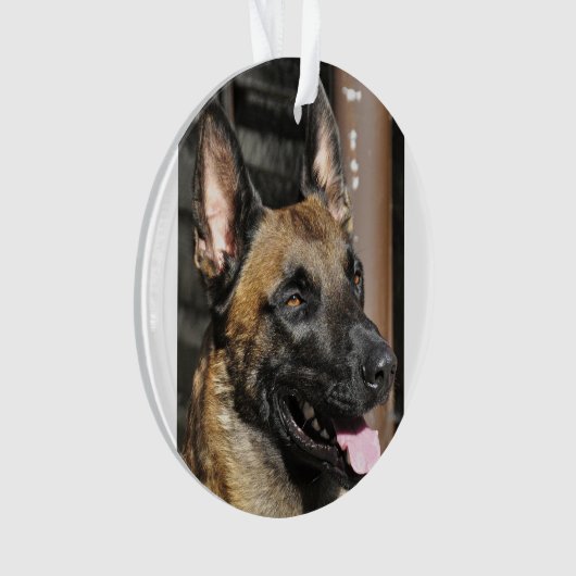 Belge malinois.png (devant)