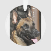 Belge malinois.png (devant)