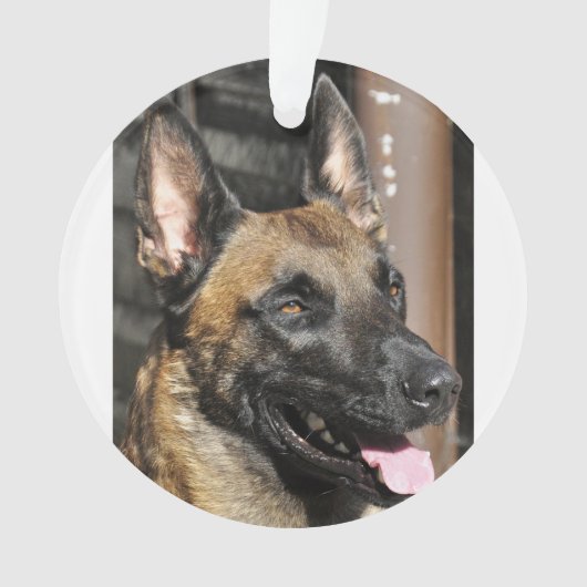 Belge malinois.png (devant)