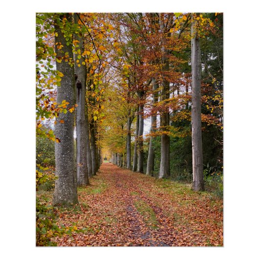 Belgian forest in Fall Season travel Perfect Poster (Voorkant)