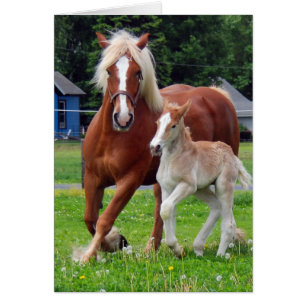 belgian Mare et Filly