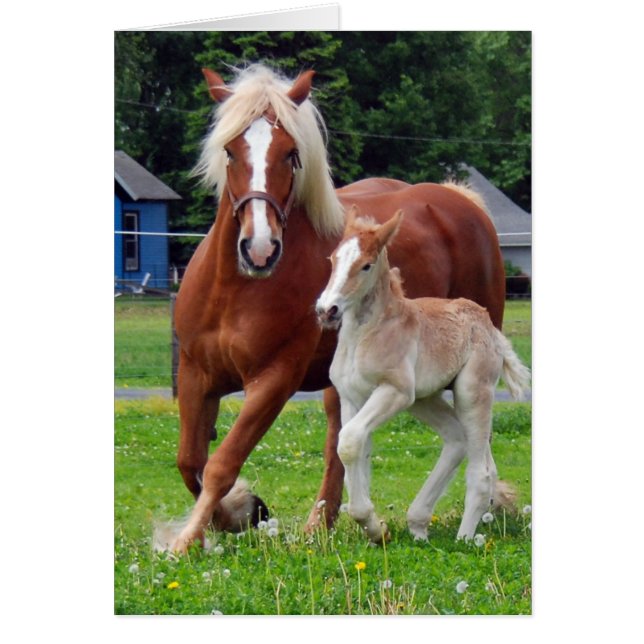 belgian Mare et Filly (Devant)